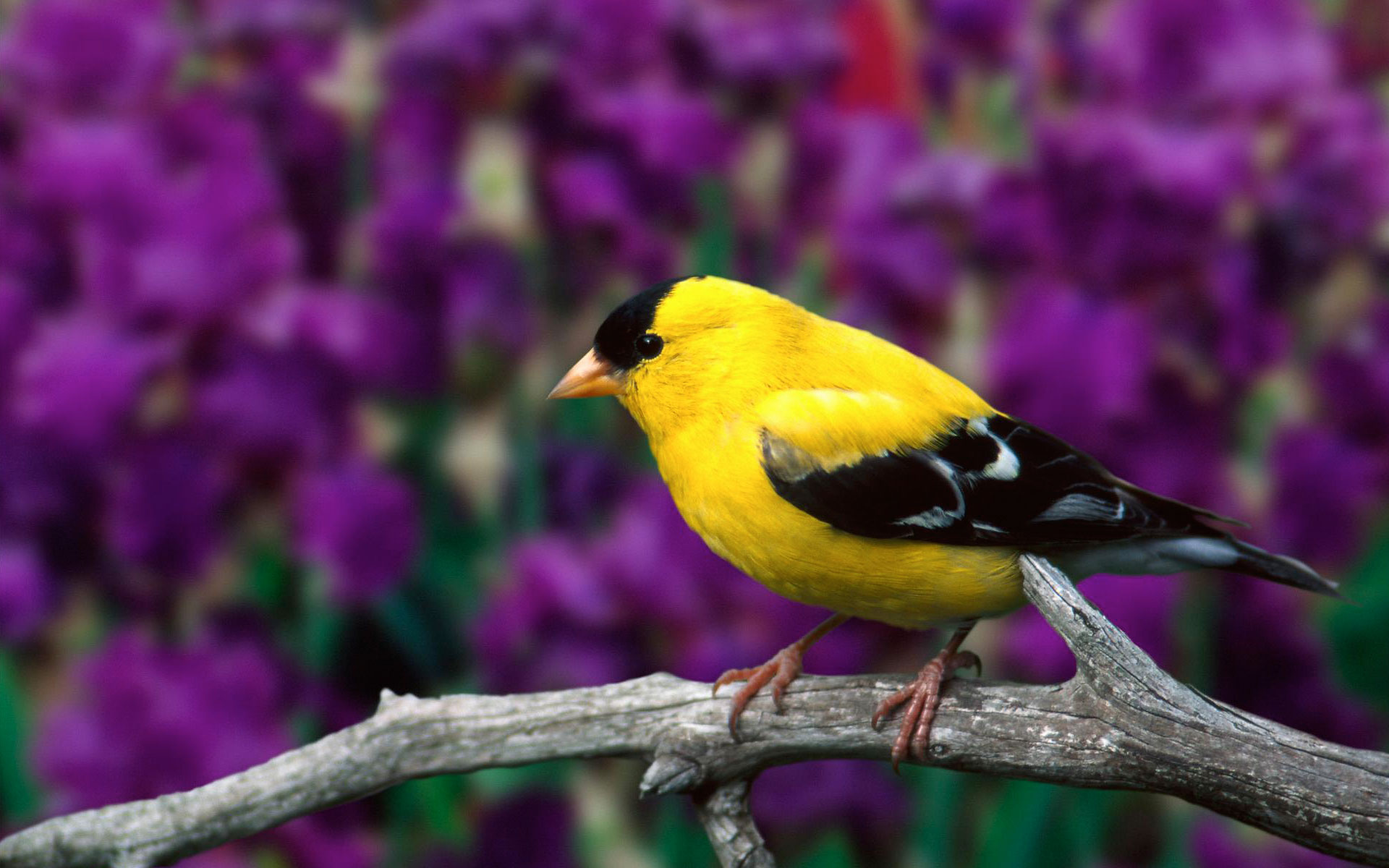 Goldfinch Wallpapers