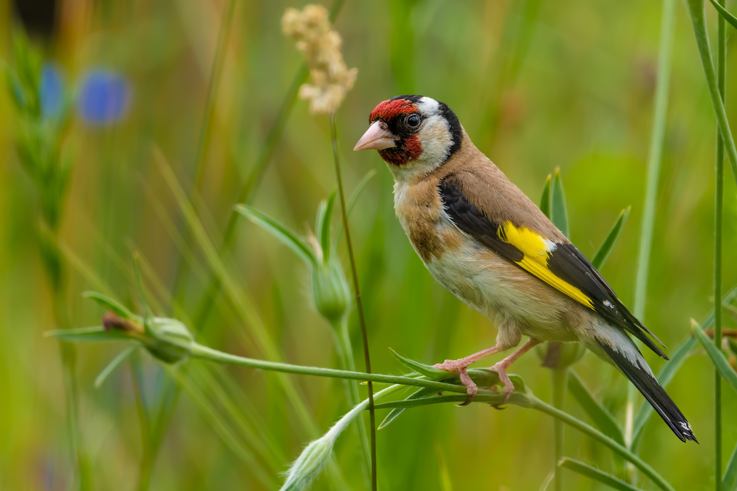 Goldfinch Wallpapers