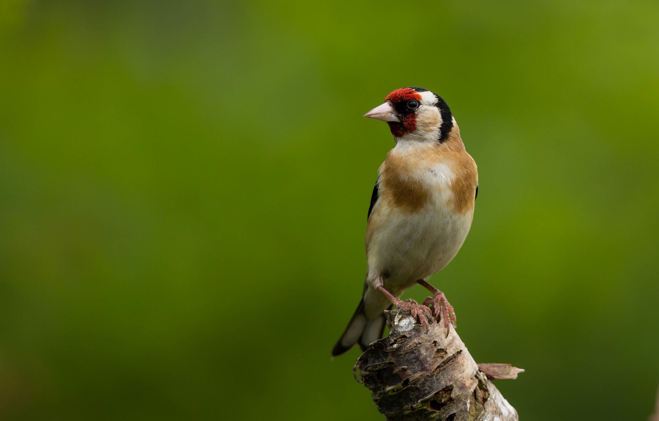 Goldfinch Wallpapers