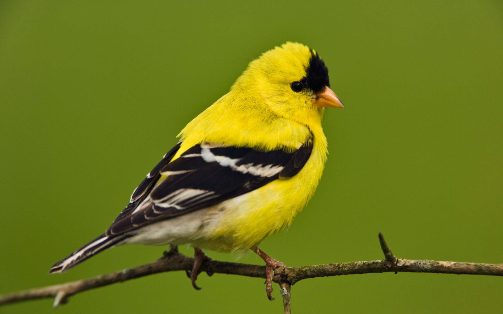 Goldfinch Wallpapers