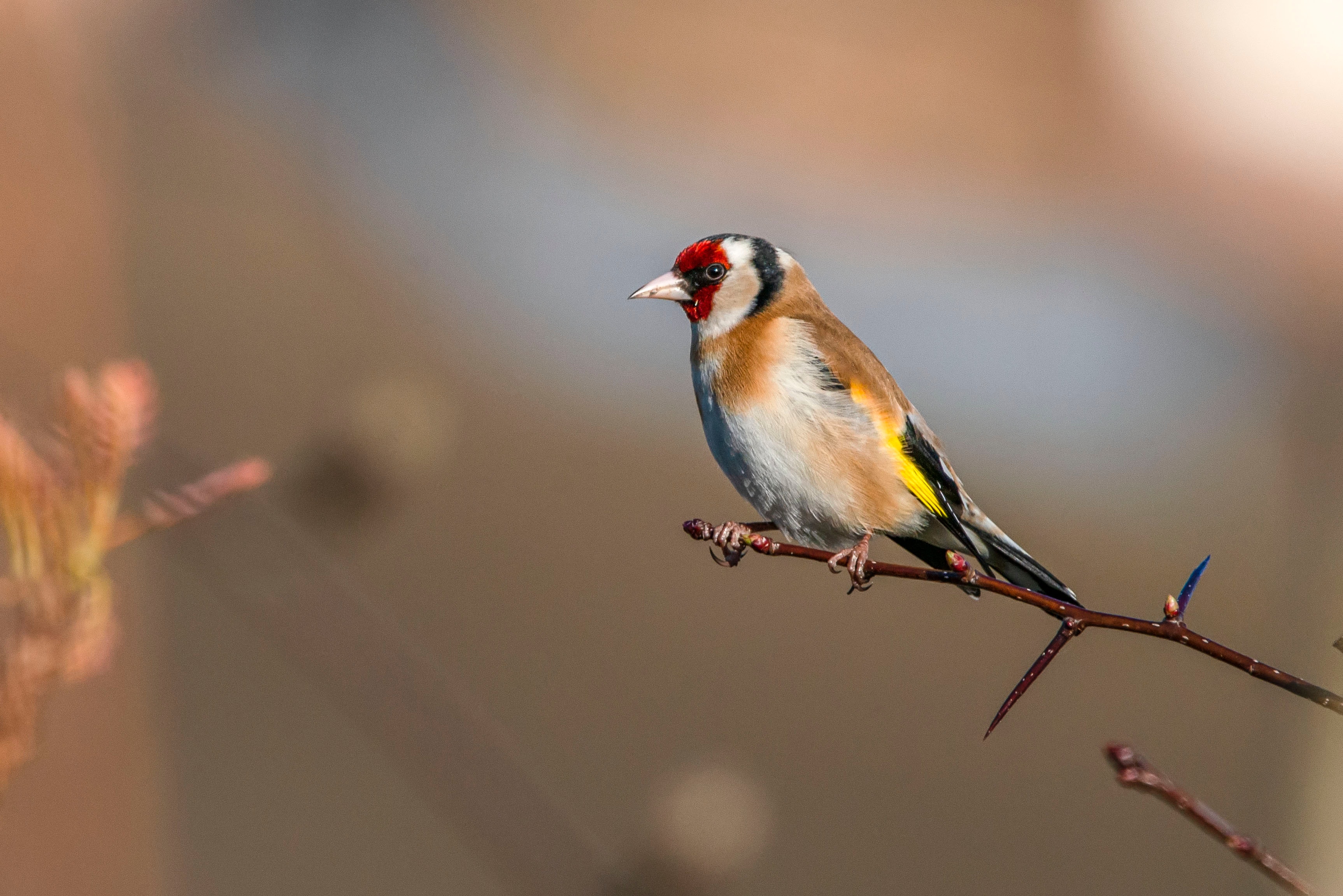 Goldfinch Wallpapers