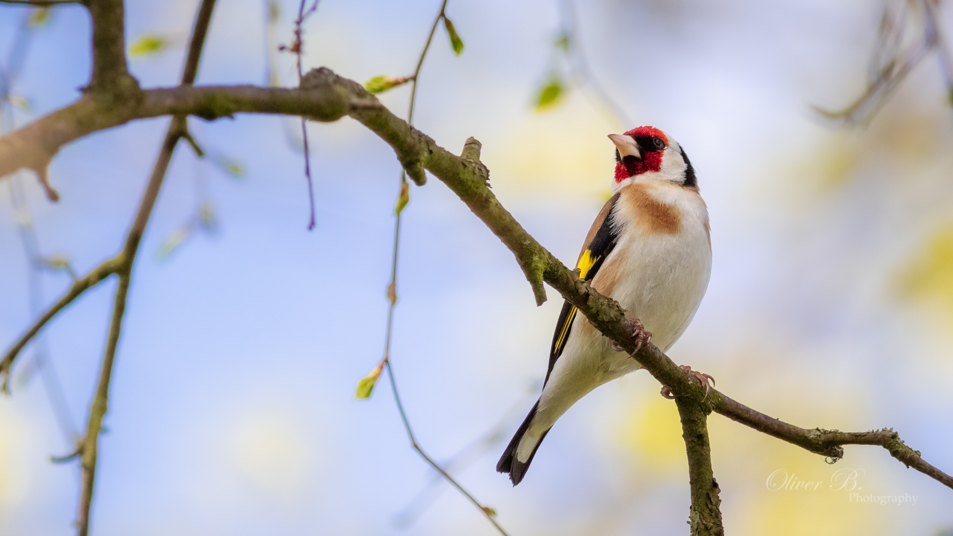 Goldfinch Wallpapers
