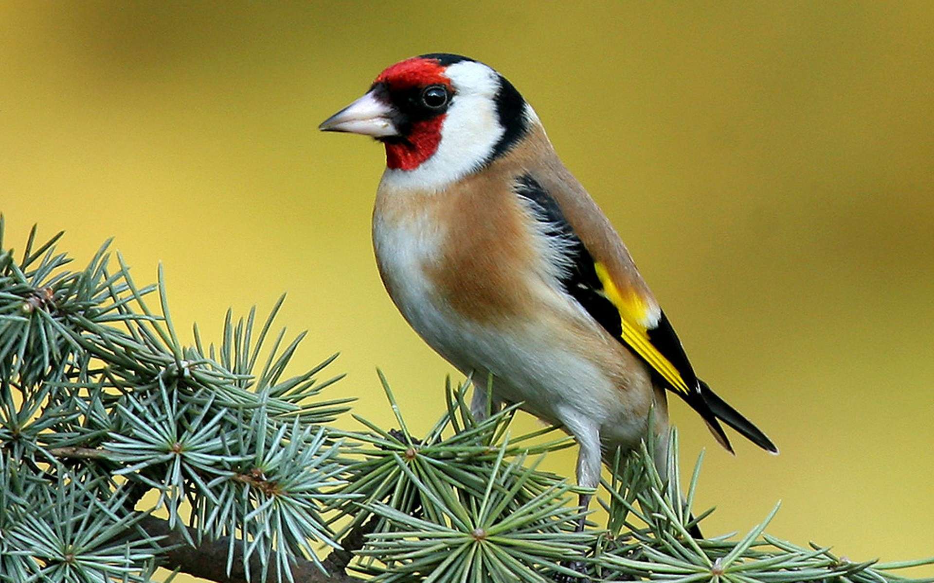 Goldfinch Wallpapers