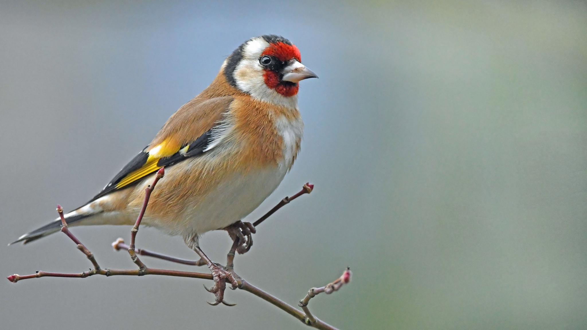 Goldfinch Wallpapers