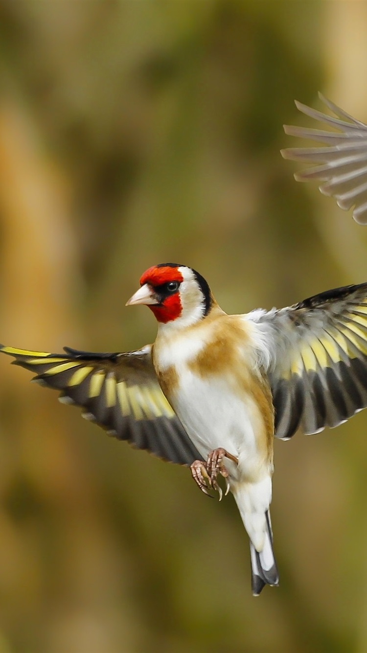 Goldfinch Wallpapers