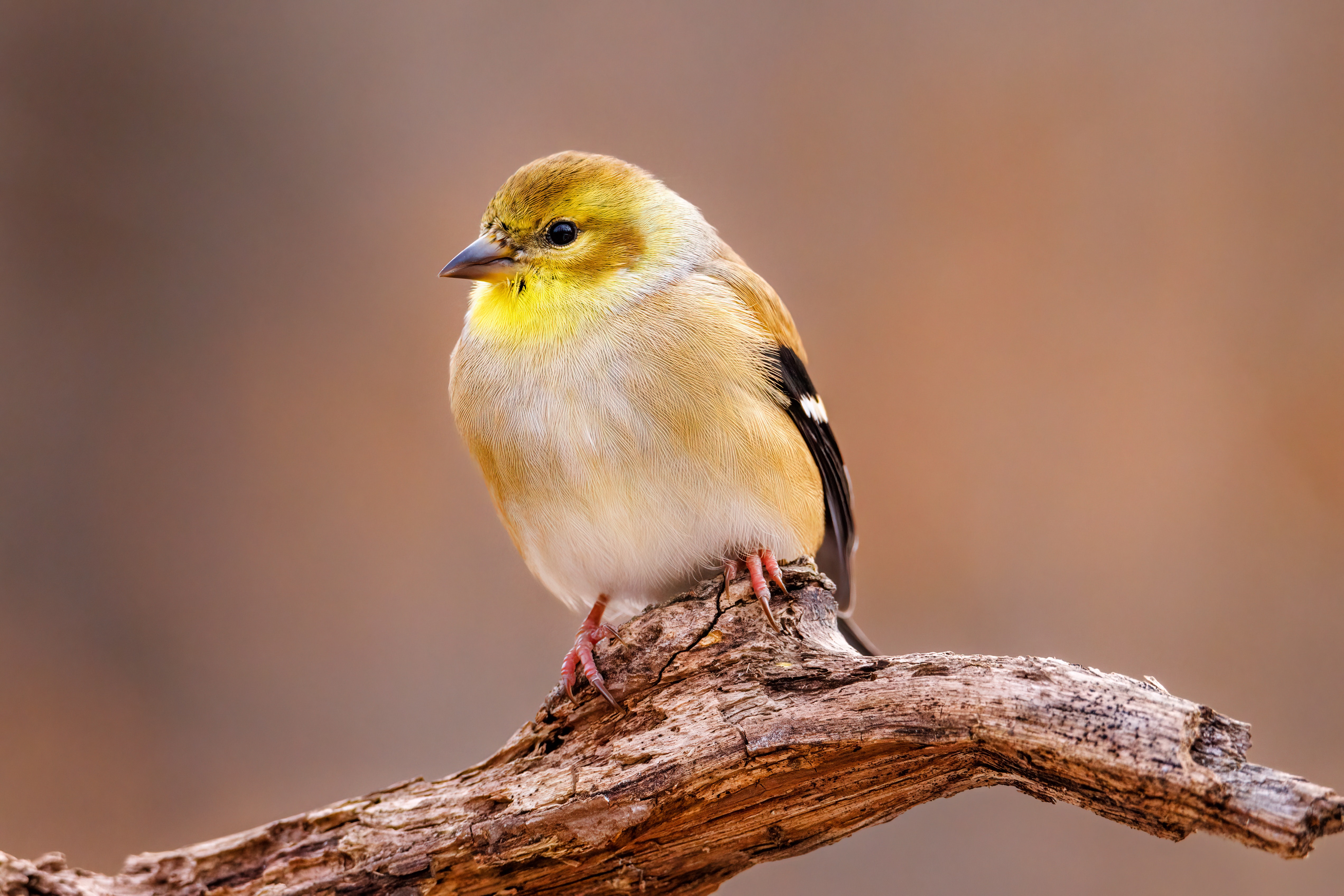 Goldfinch Wallpapers