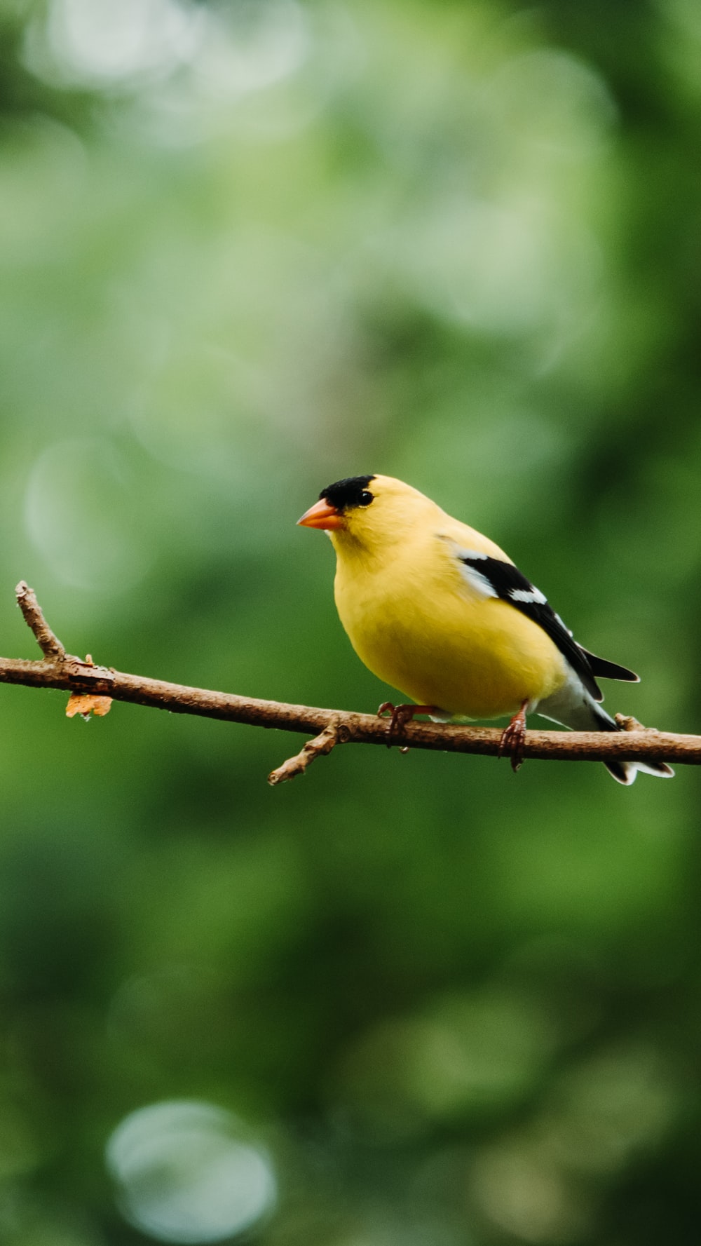 Goldfinch Wallpapers