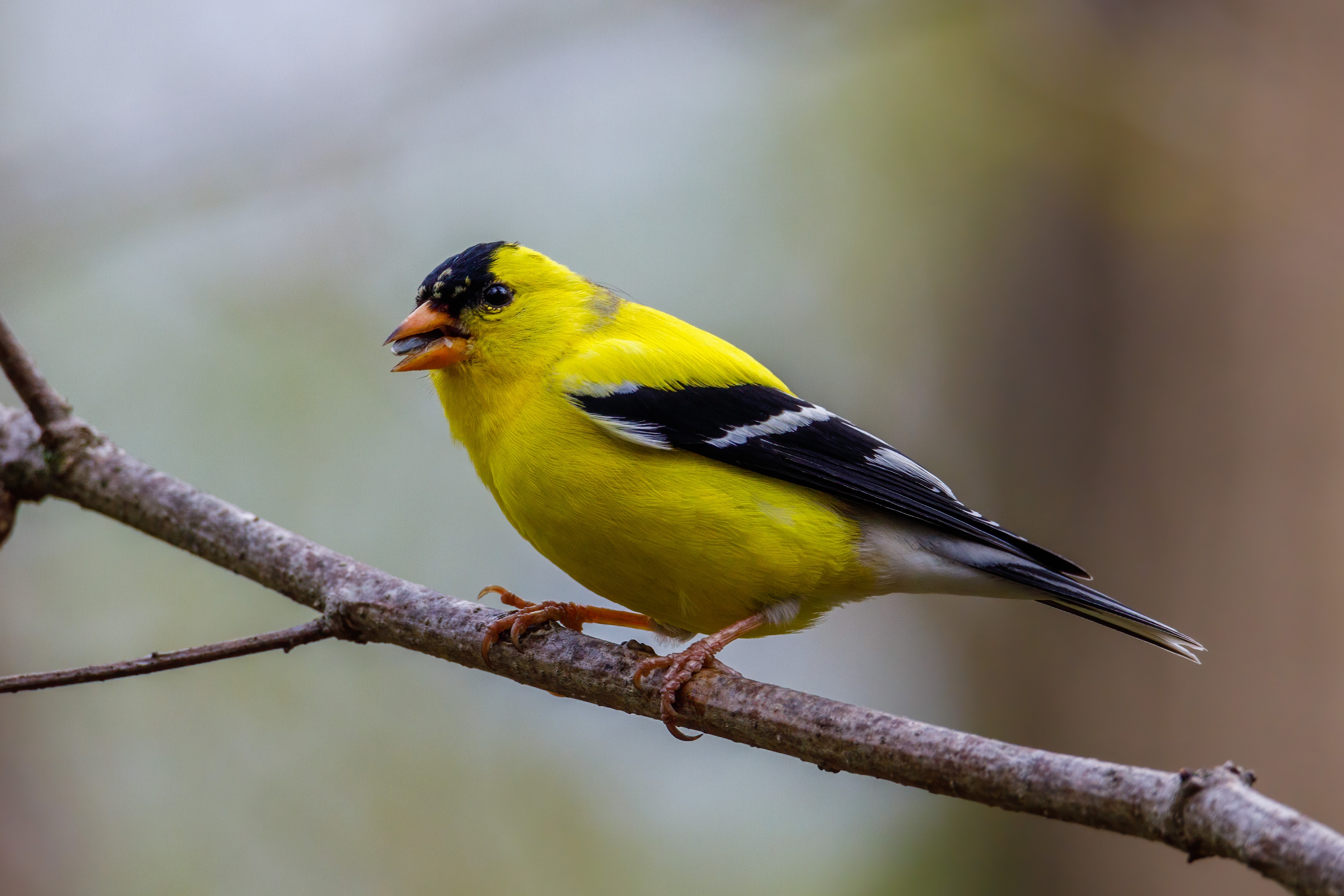 Goldfinch Wallpapers