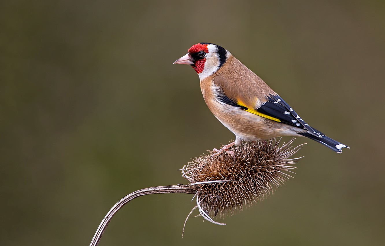 Goldfinch Wallpapers