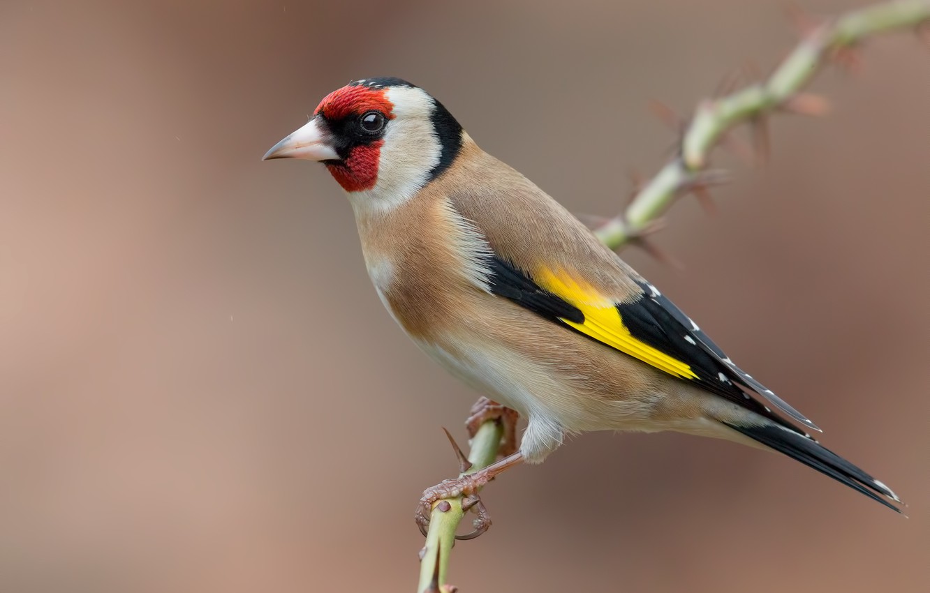 Goldfinch Wallpapers