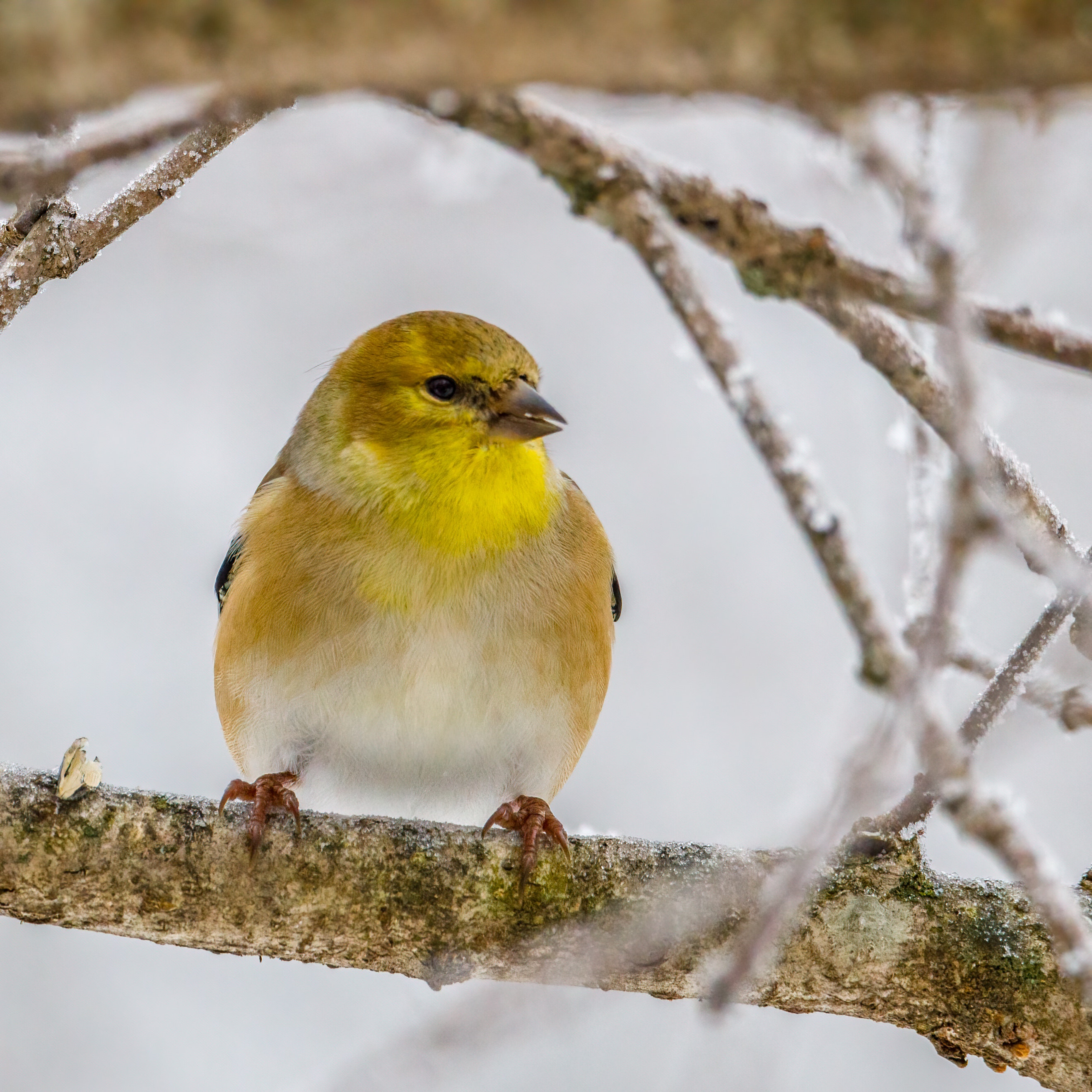 Goldfinch Wallpapers