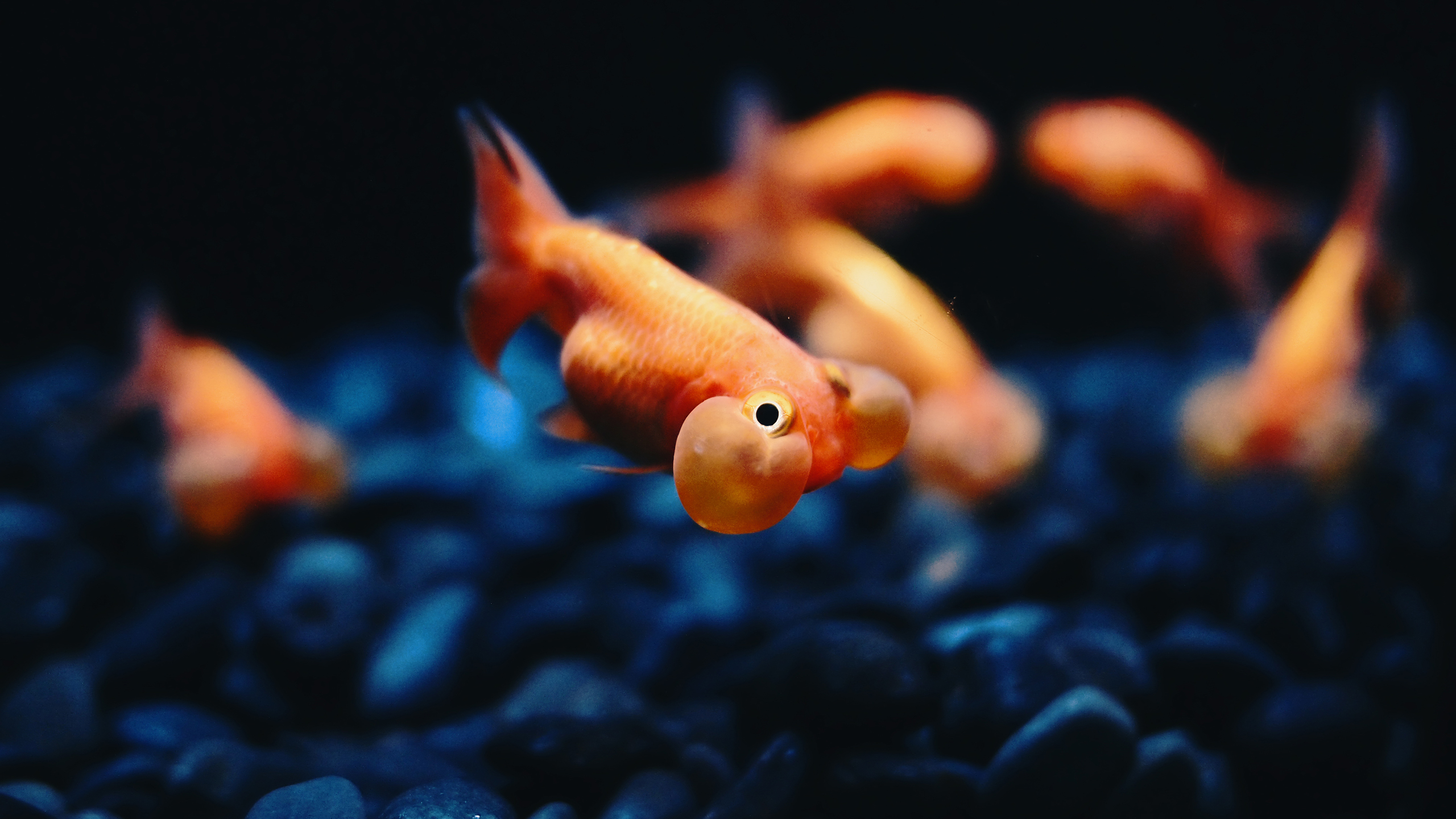 Goldfish Wallpapers