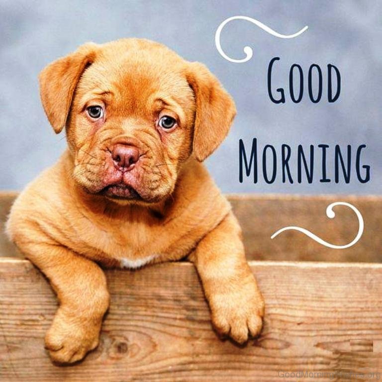 Good Morning Dog Images Wallpapers