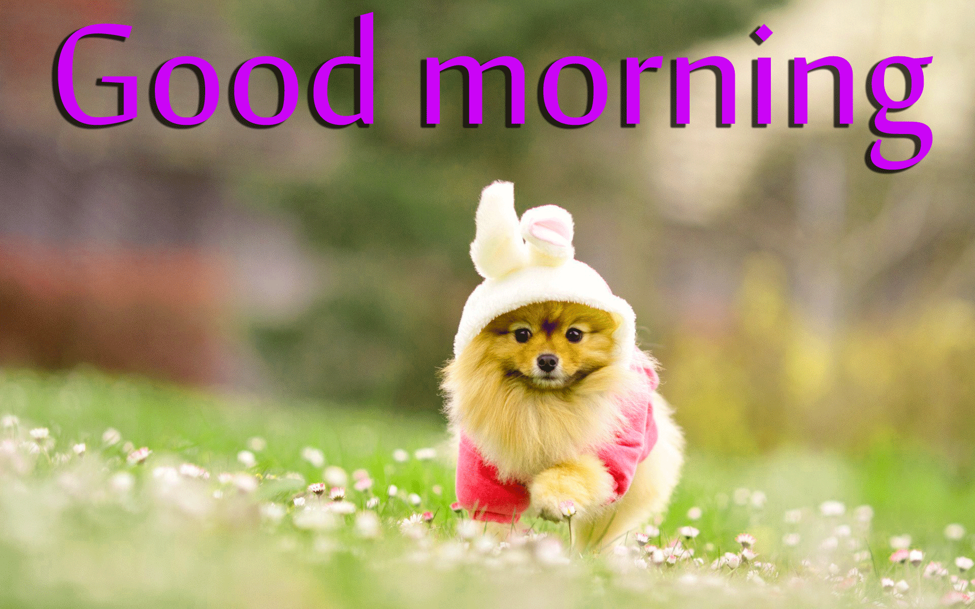 Good Morning Dog Images Wallpapers