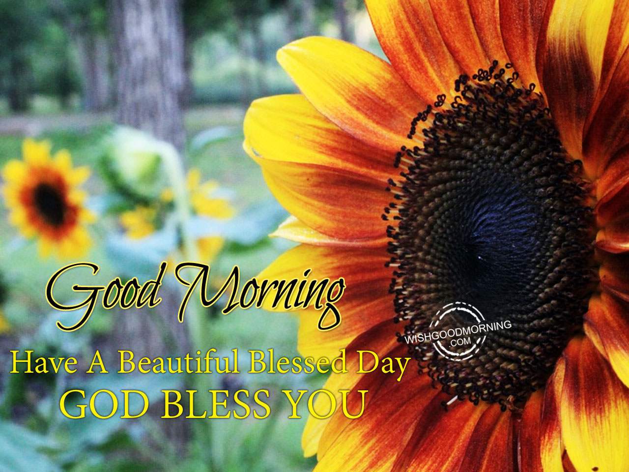 Good Morning God Bless You Images Wallpapers