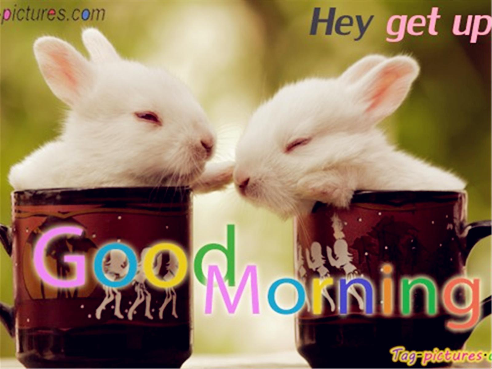 Good Morning Husband Image Hd Wallpapers