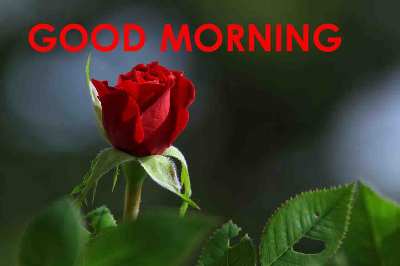 Good Morning Images Hd 1080P Download Wallpapers