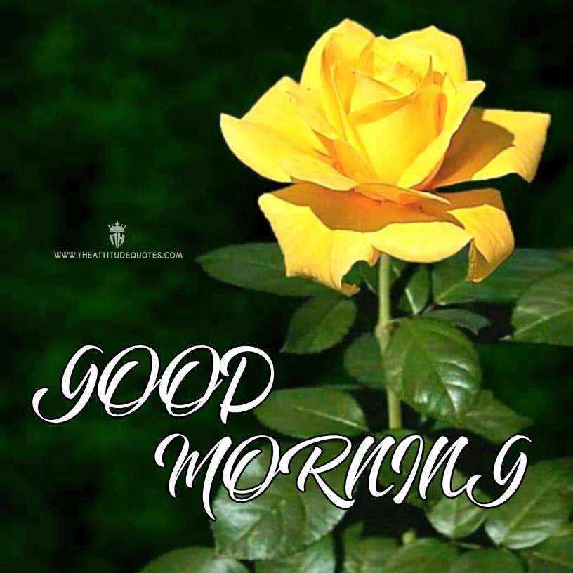 Good Morning Images Hd 1080P Download Wallpapers