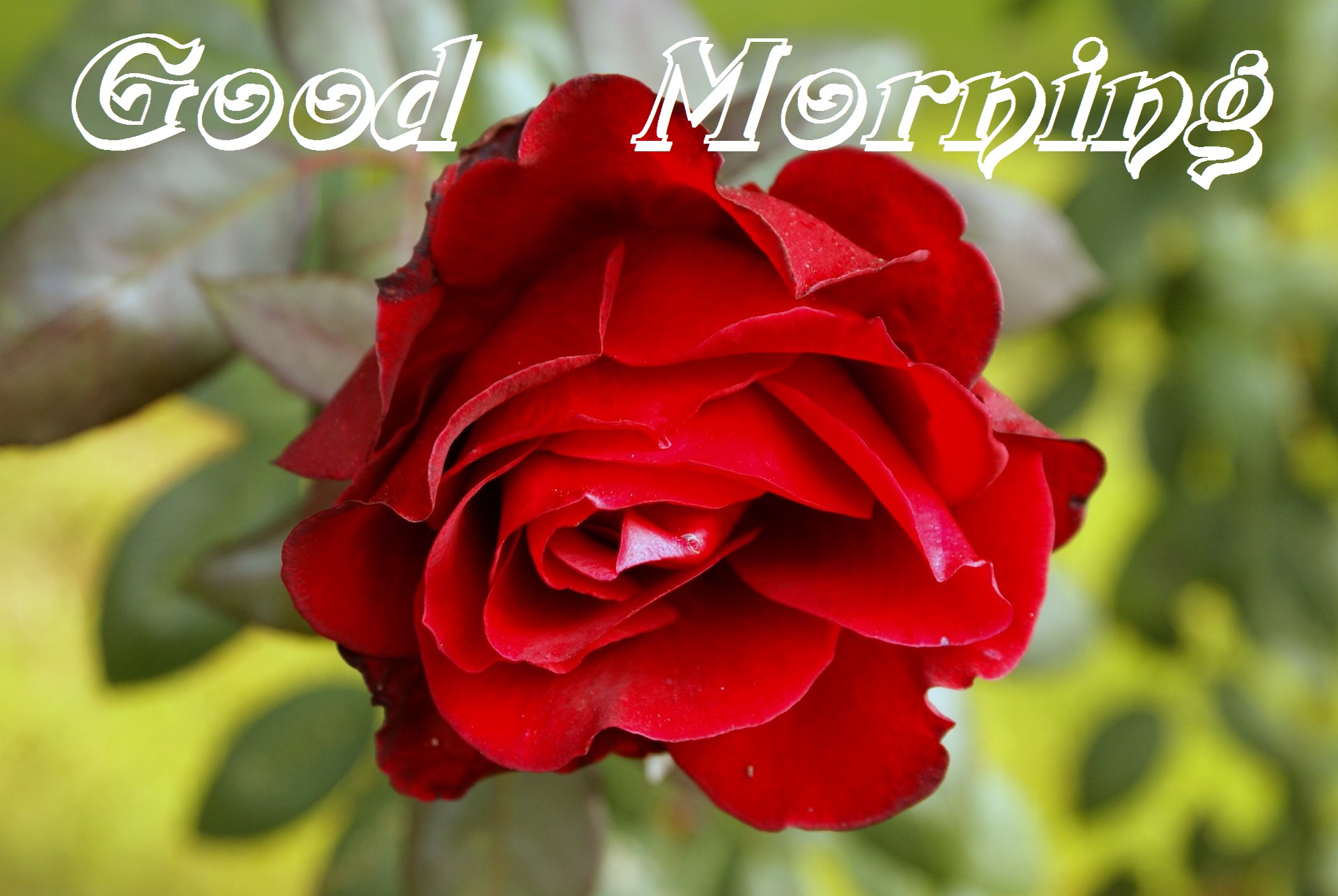 Good Morning Images Hd 1080P Download Wallpapers