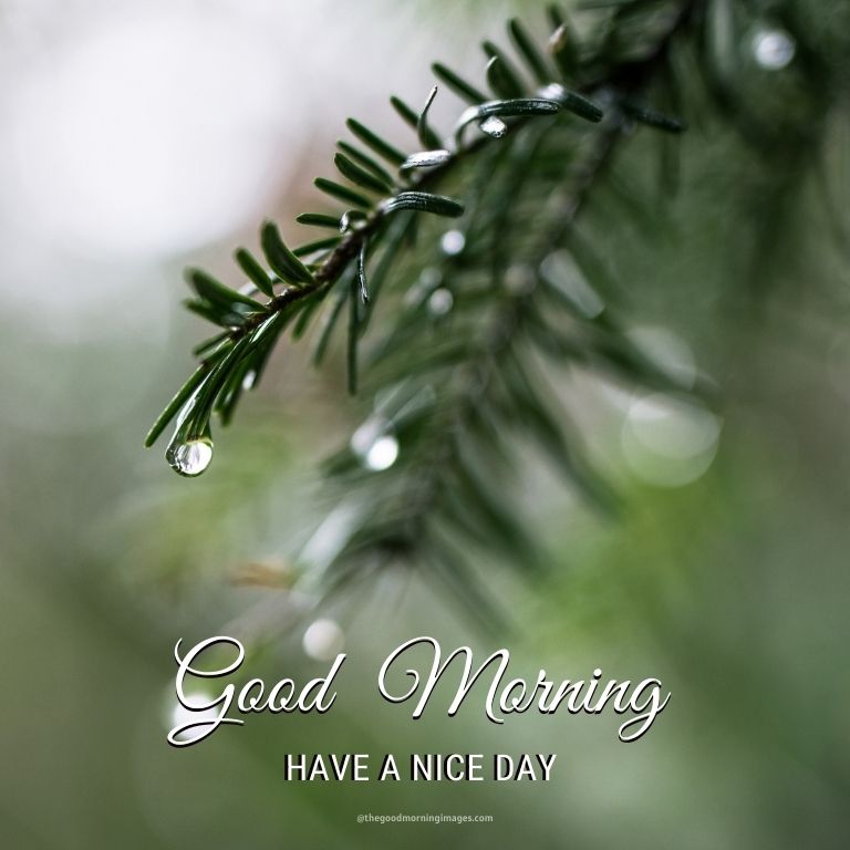 Good Morning Rainy Day Images Wallpapers