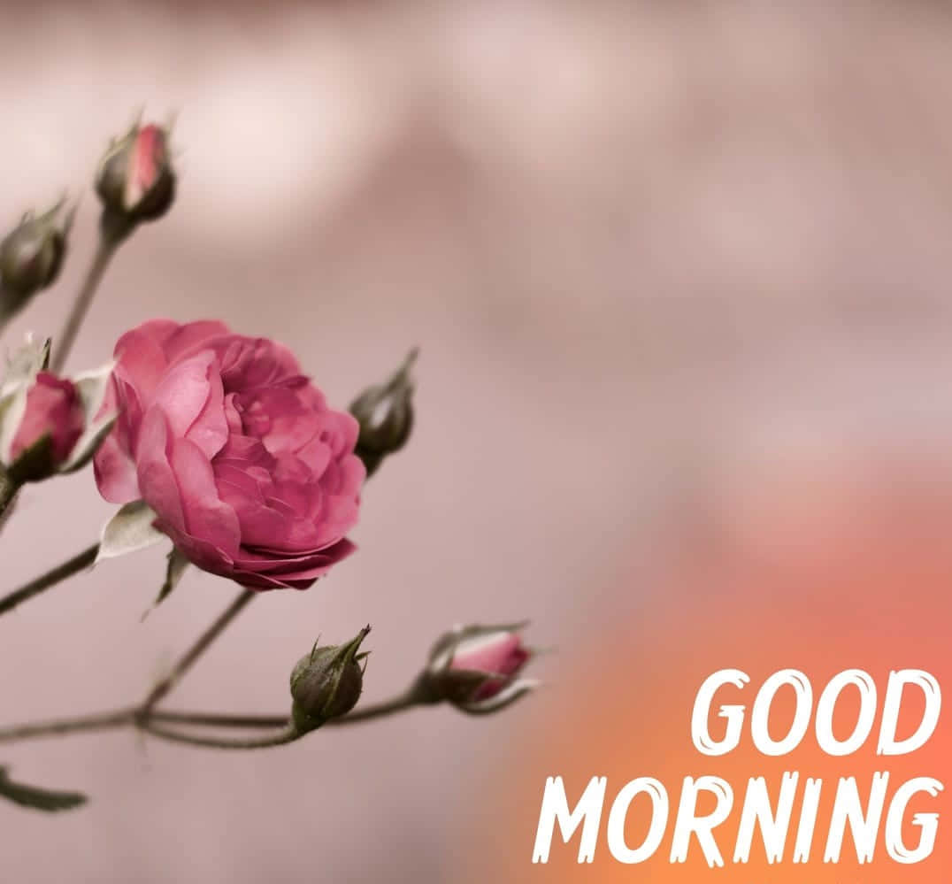 Good Morning Spring Images Wallpapers