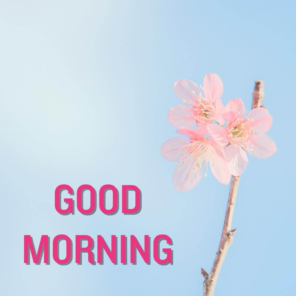 Good Morning Spring Images Wallpapers