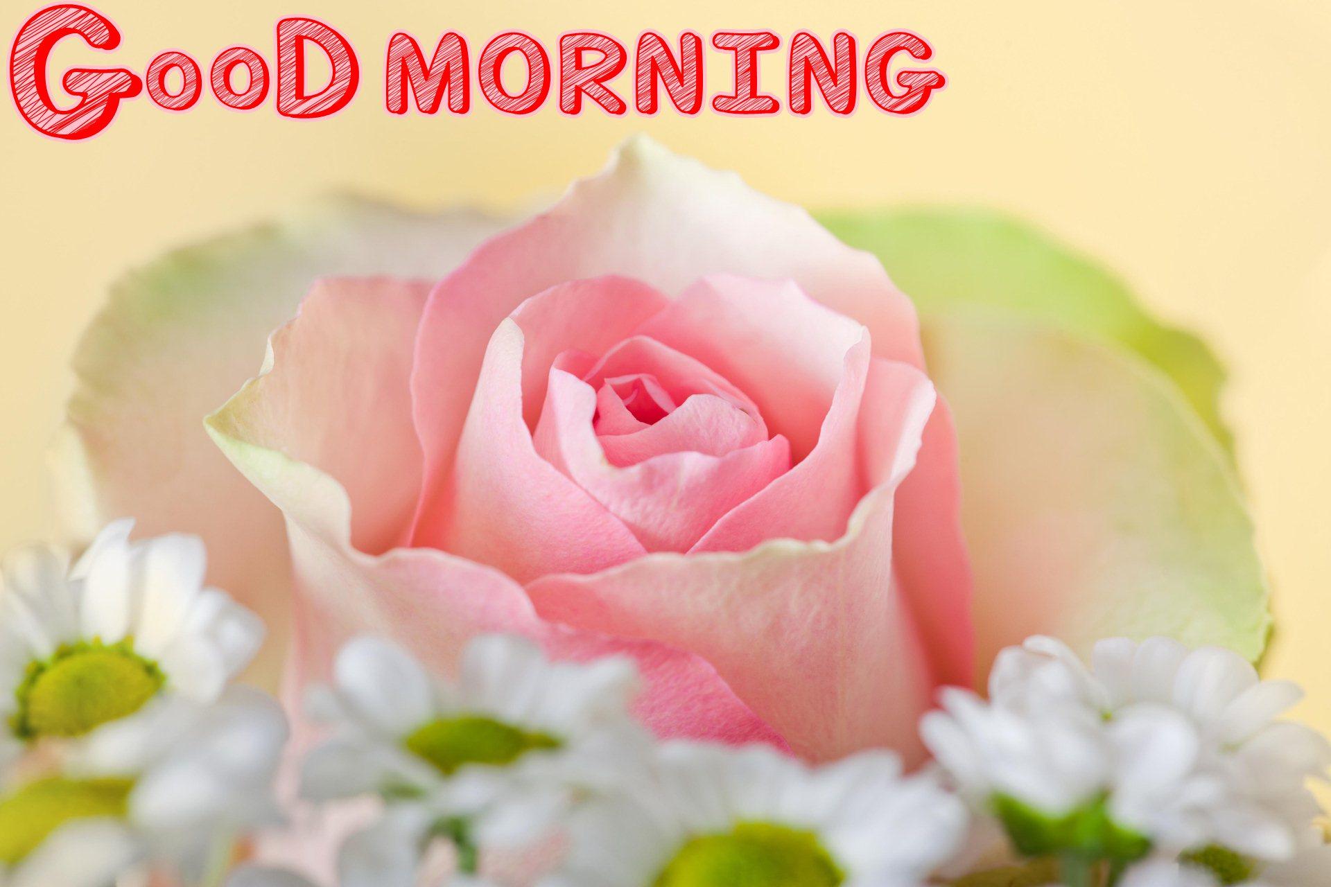 Goodmorning Beautiful Pics Wallpapers