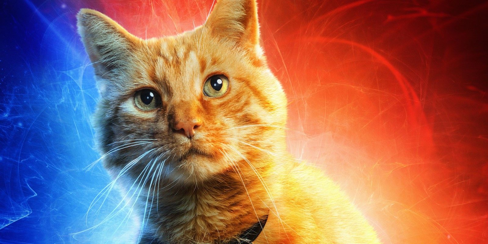 Goose The Cat In Captain Marvel Image Wallpapers