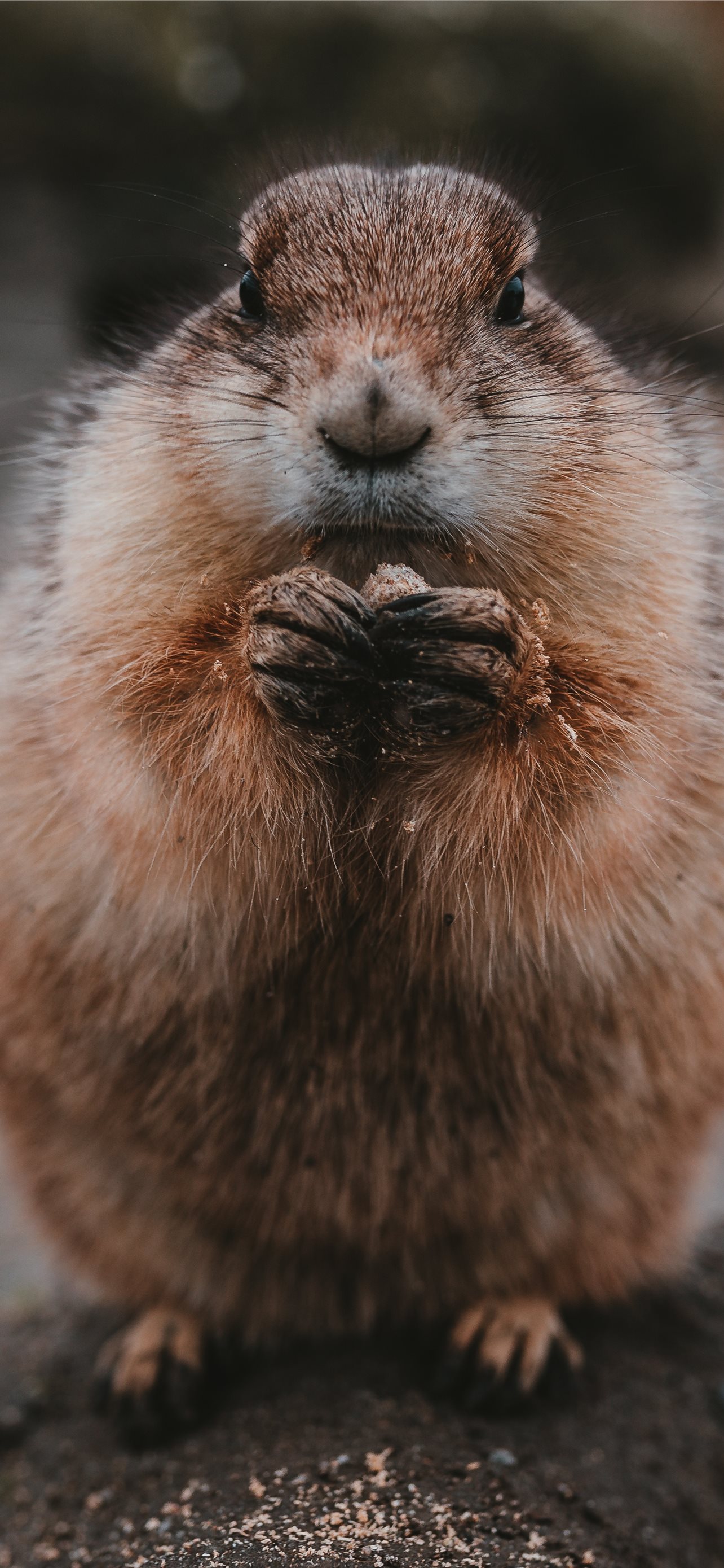 Gopher Wallpapers