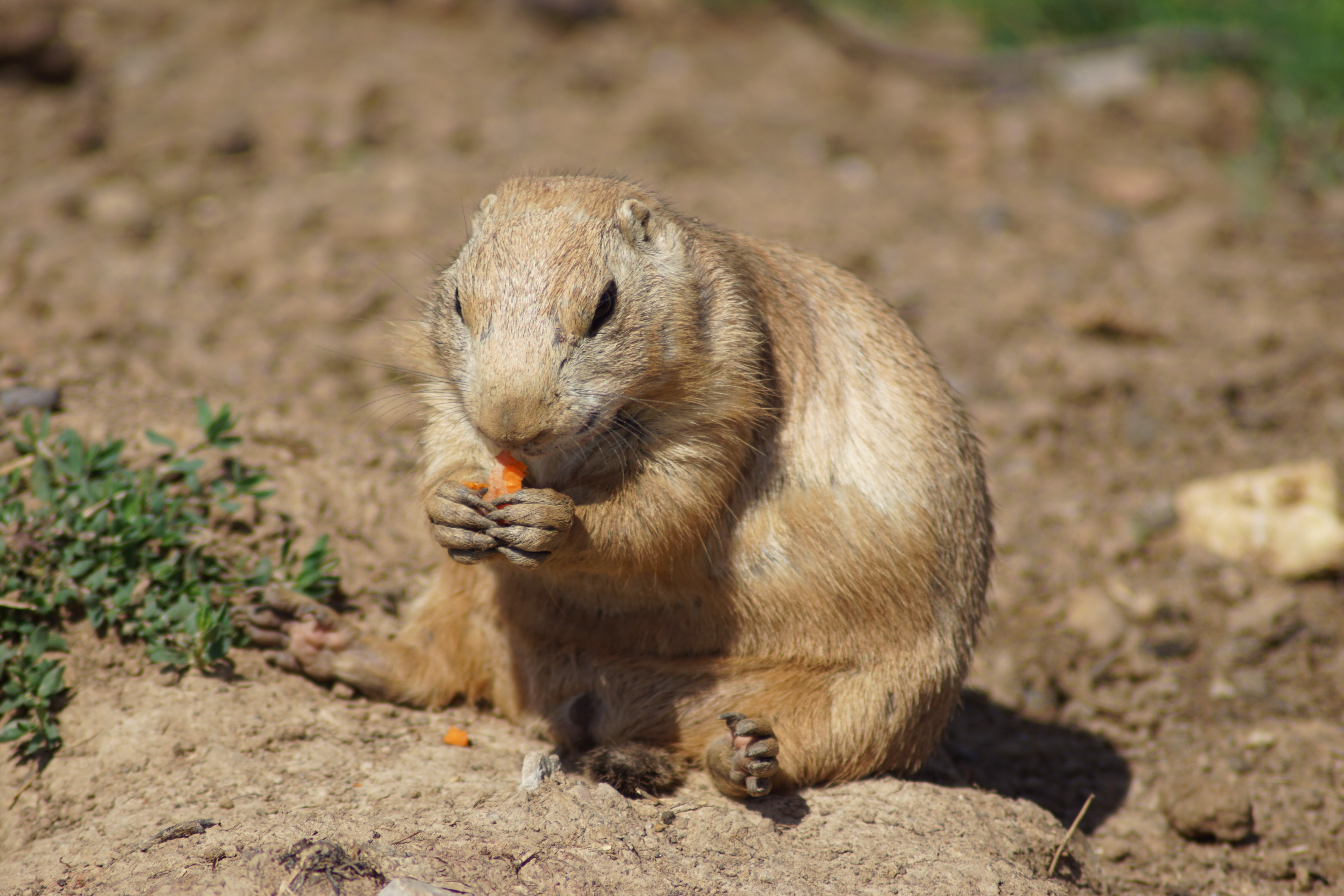 Gopher Wallpapers