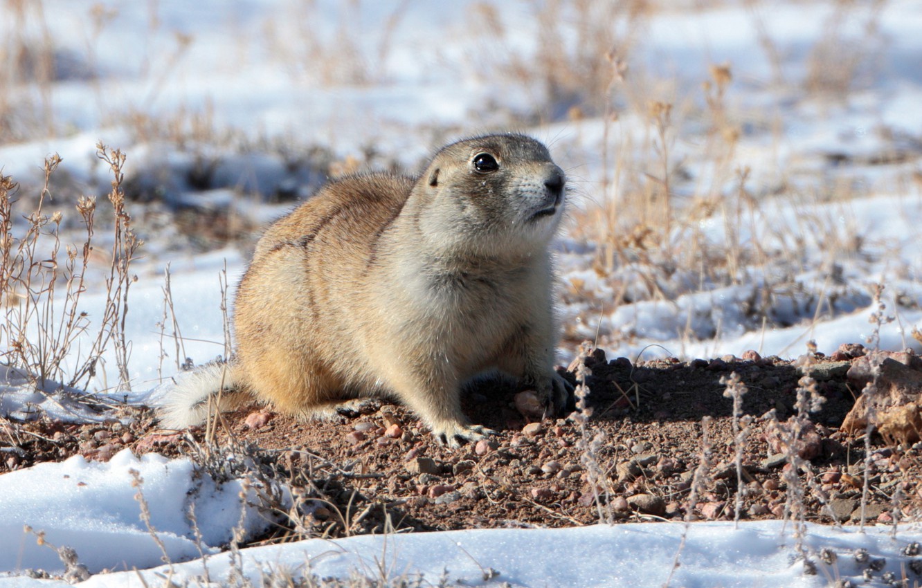 Gopher Wallpapers