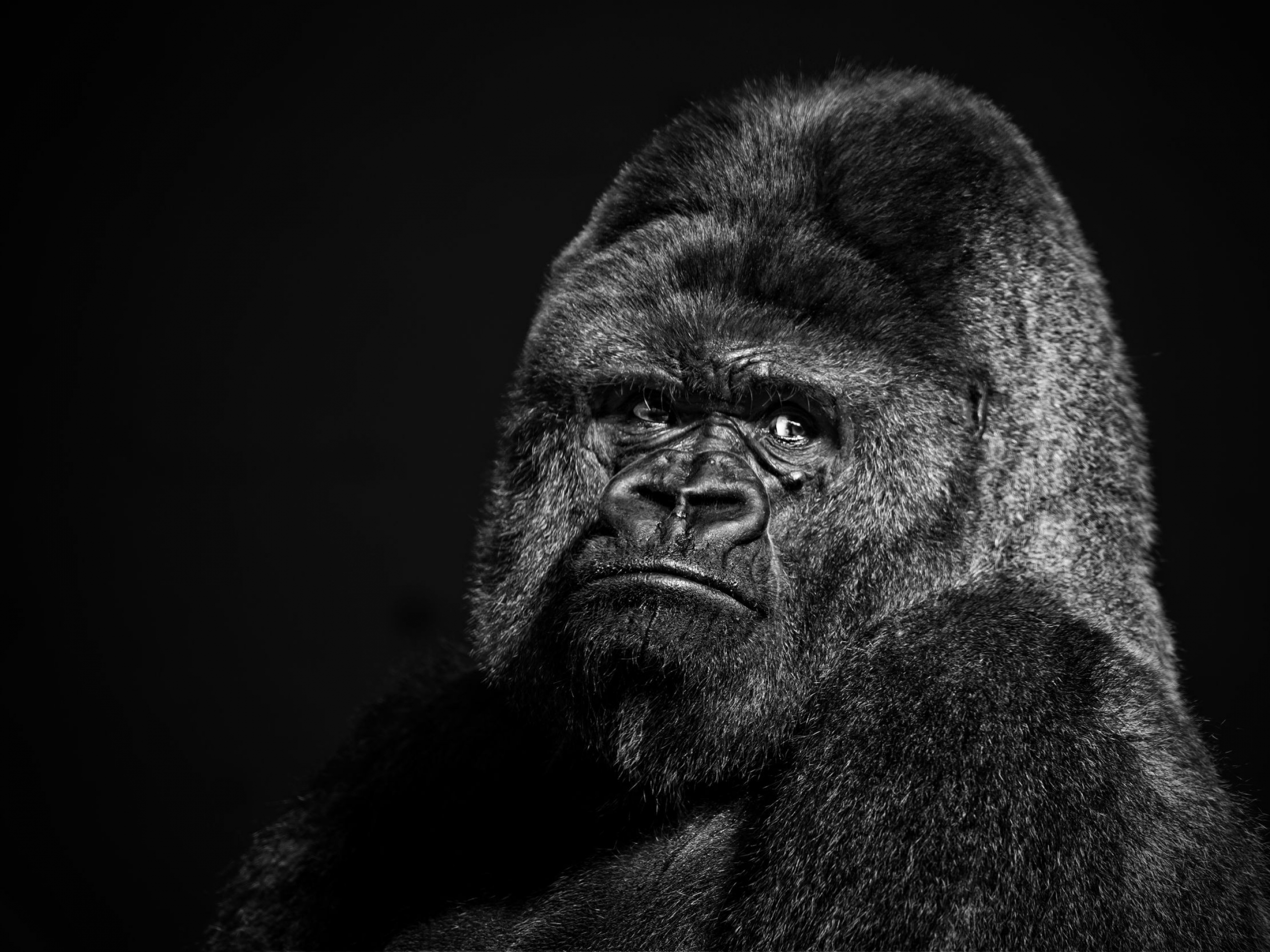 Gorilla Wallpapers