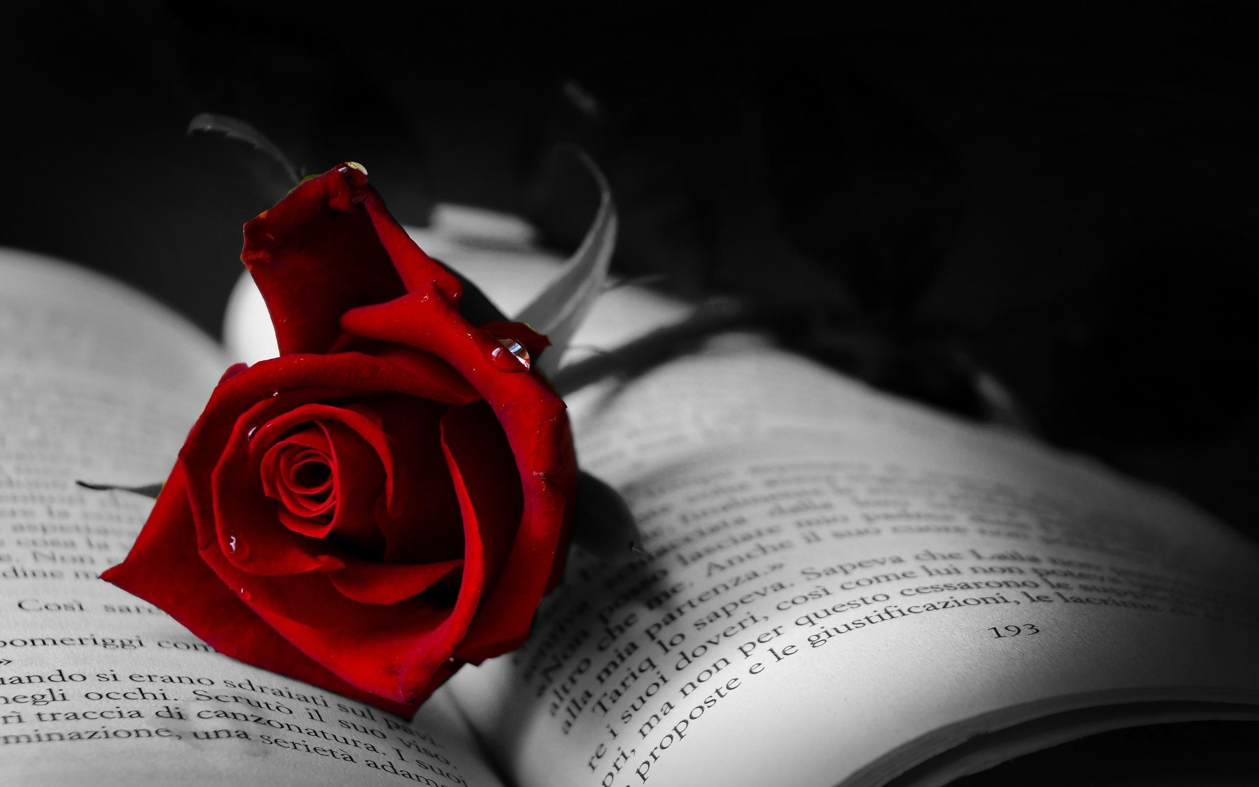 Gothic Black And Red Rose Wallpapers