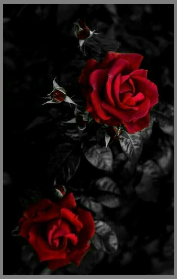 Gothic Black And Red Rose Wallpapers