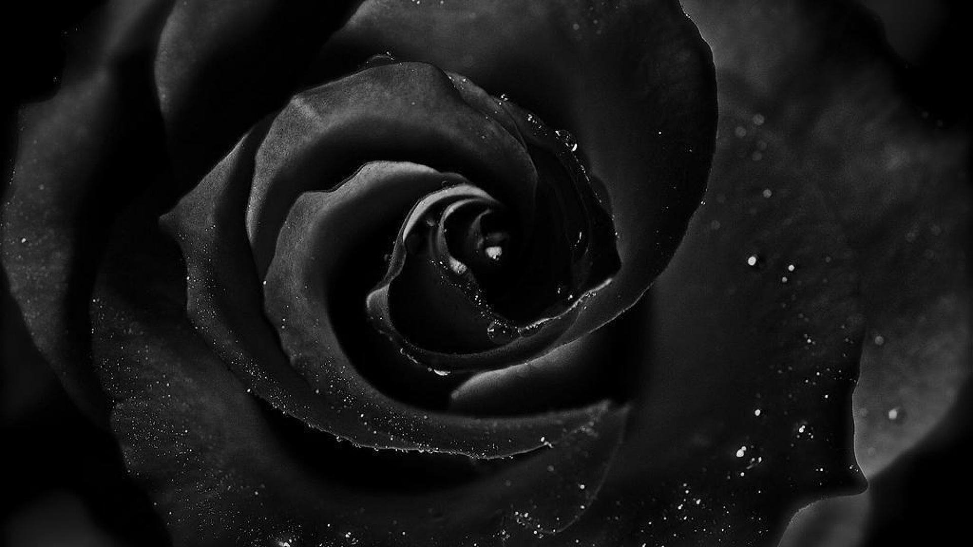 Gothic Black And Red Rose Wallpapers