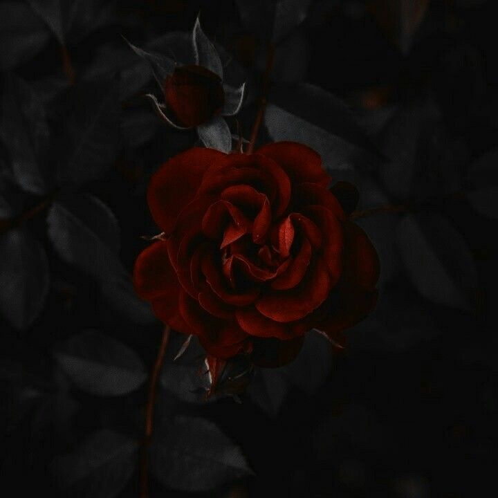 Gothic Black And Red Rose Wallpapers