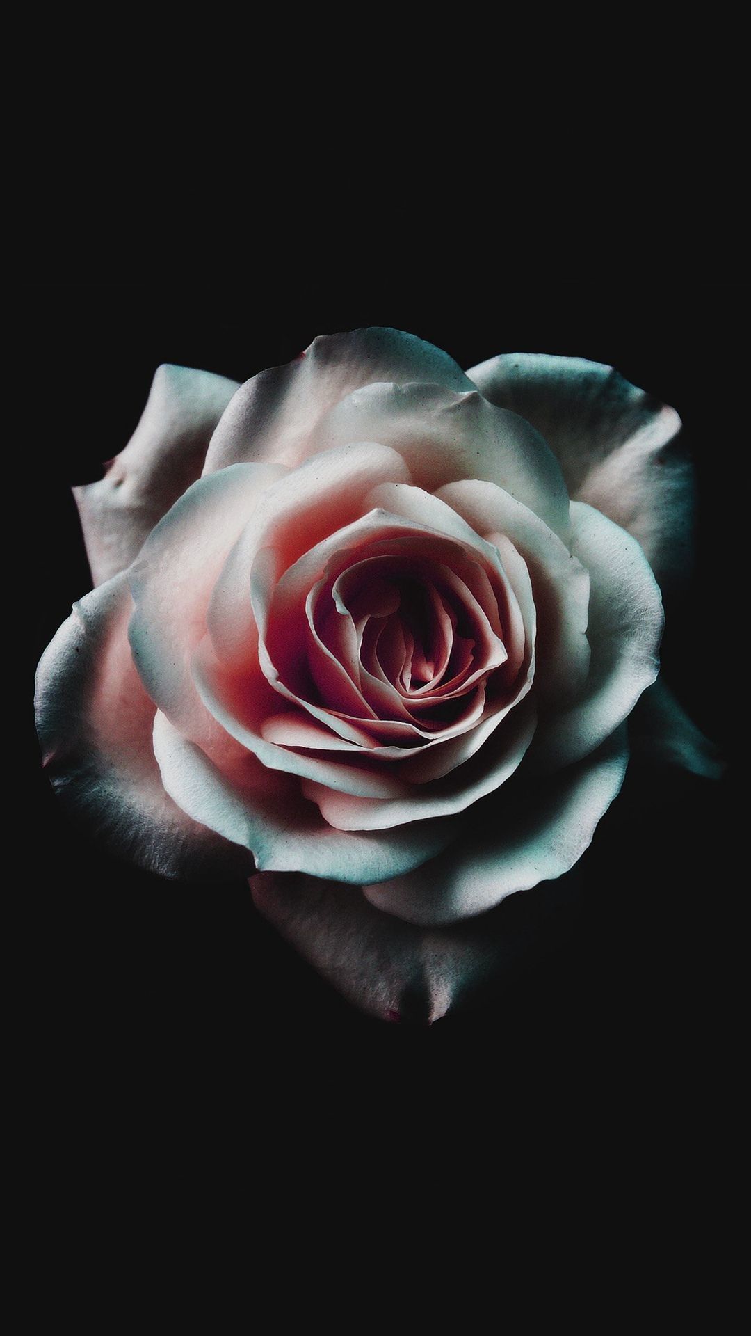 Gothic Black And Red Rose Wallpapers