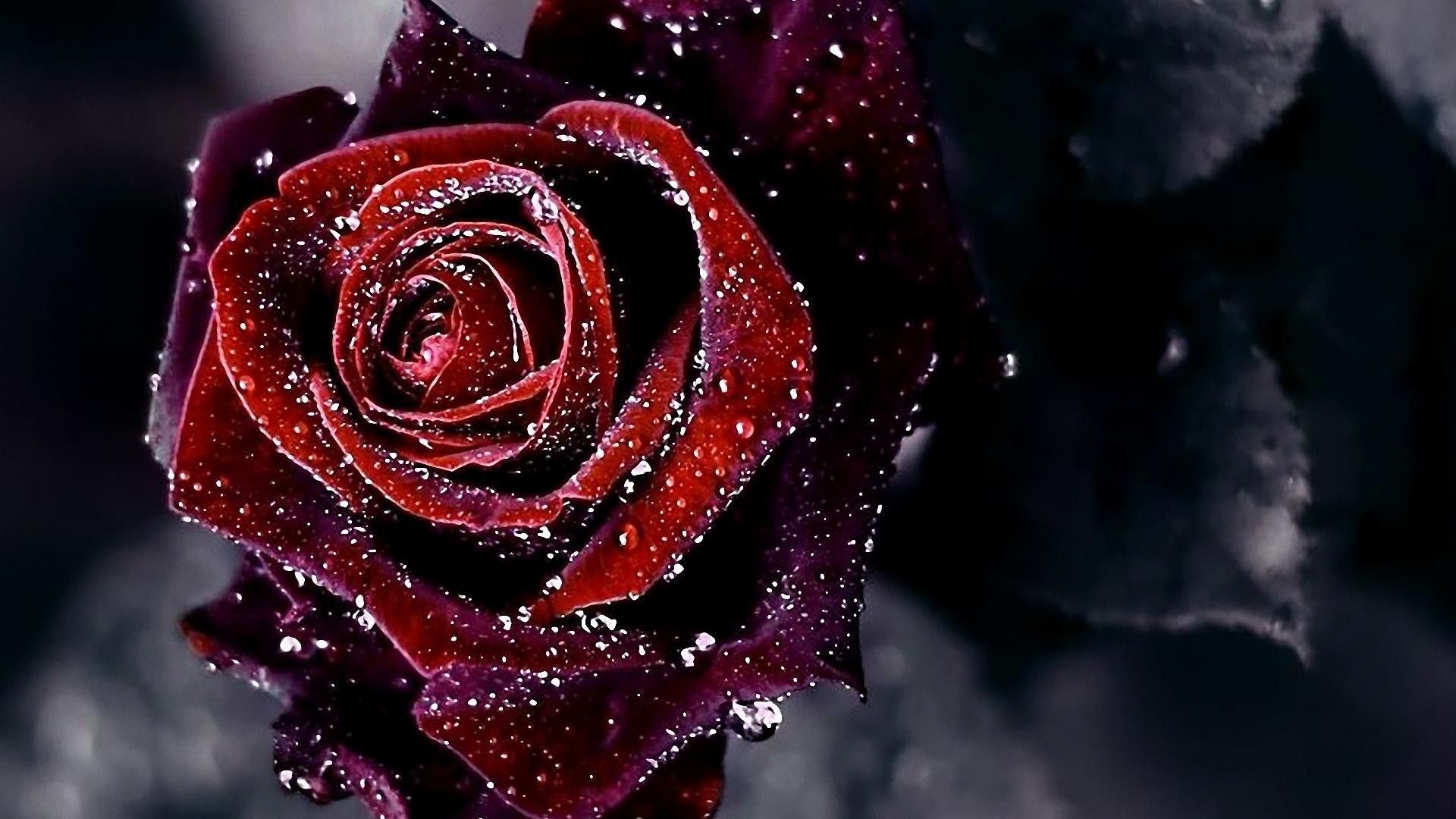 Gothic Black And Red Rose Wallpapers