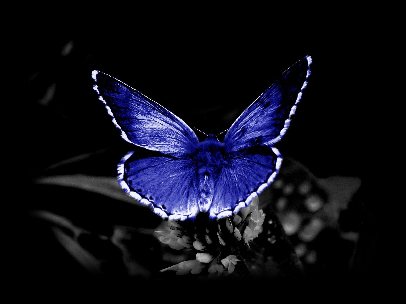 Gothic Butterfly Wallpapers