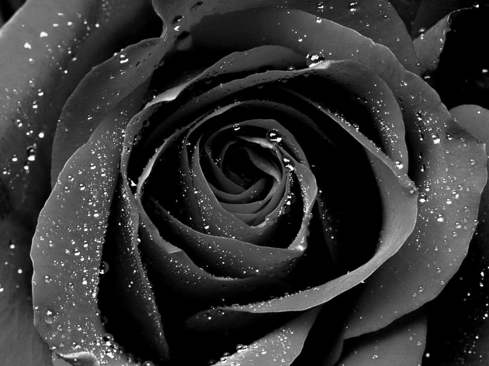 Gothic Rose Background