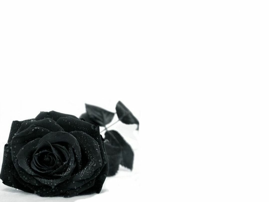 Gothic Rose Background