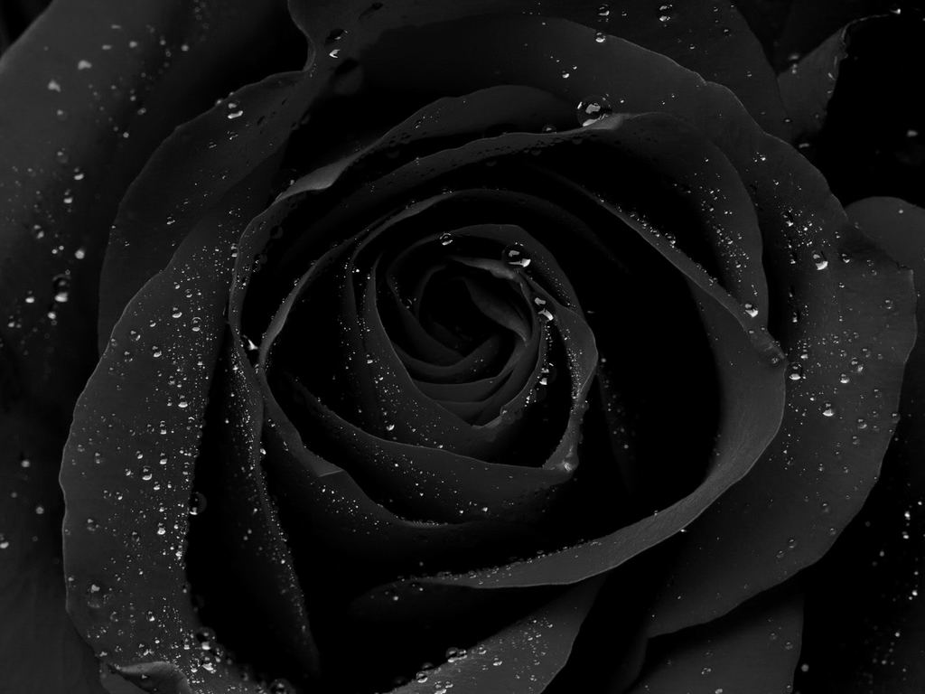 Gothic Rose Background