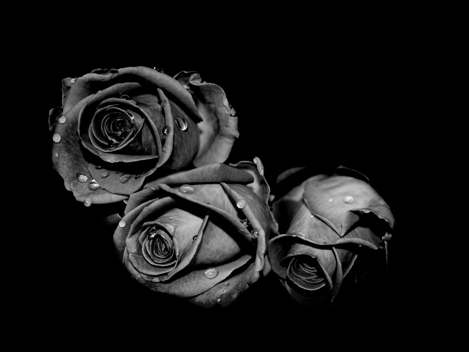 Gothic Rose Background