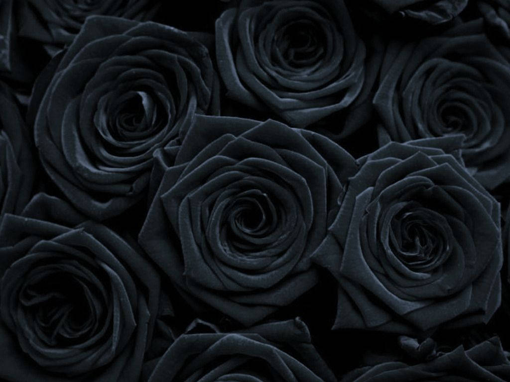 Gothic Rose Background