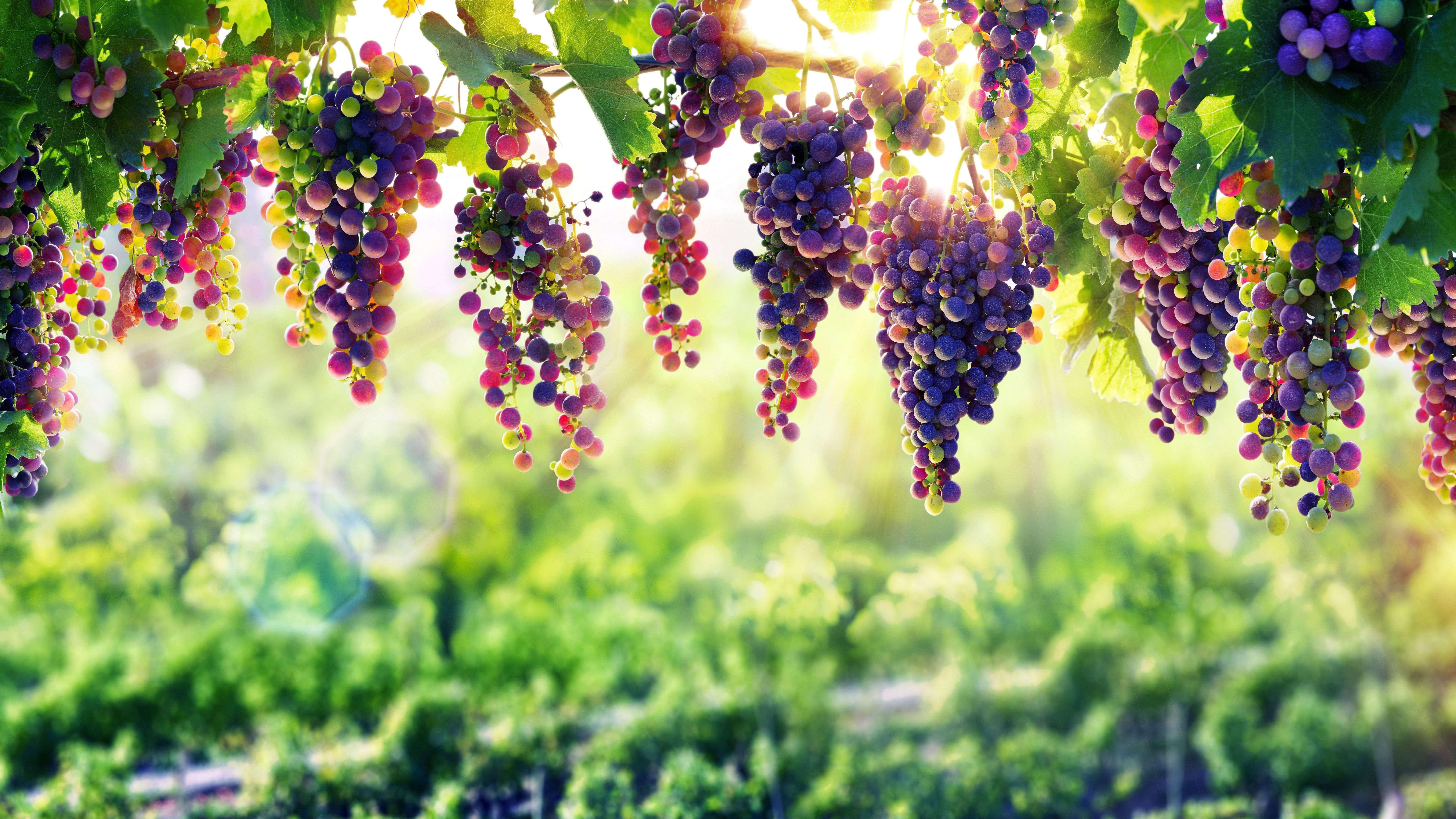 Grape Vineyard Background