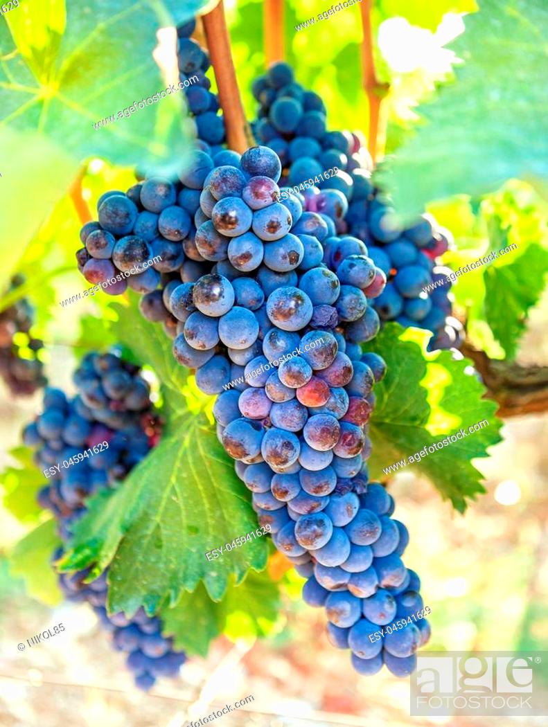 Grape Vineyard Background