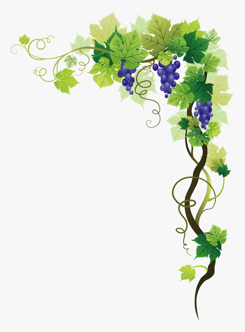 Grape Vineyard Background