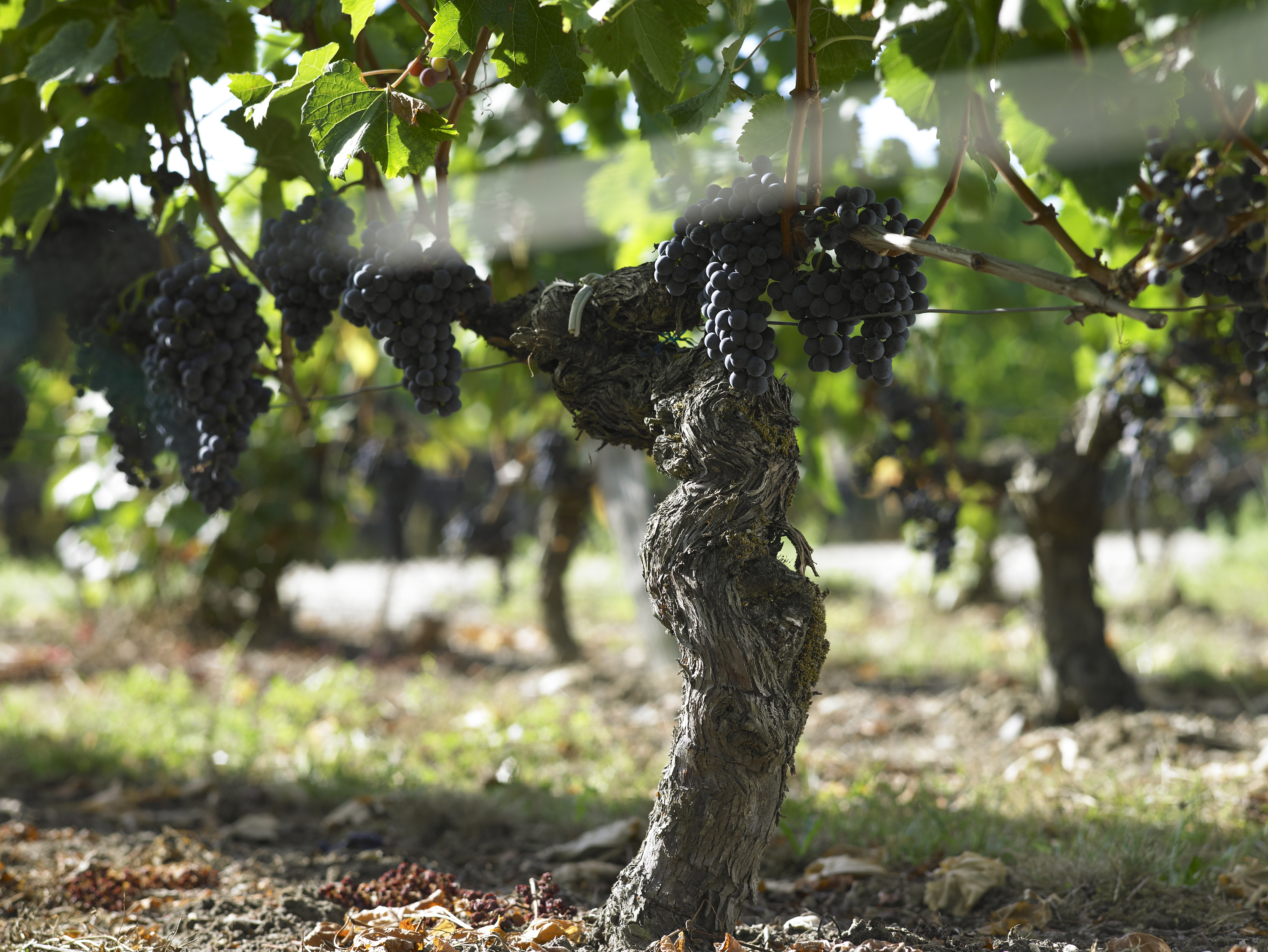 Grape Vineyard Background