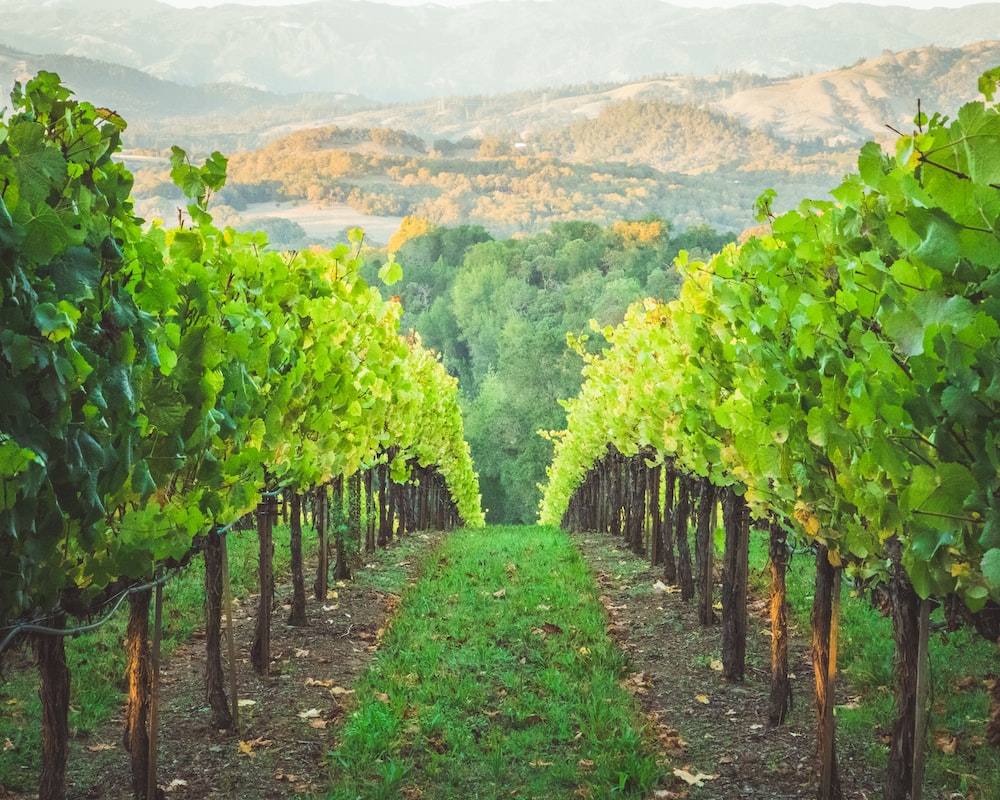 Grape Vineyard Background