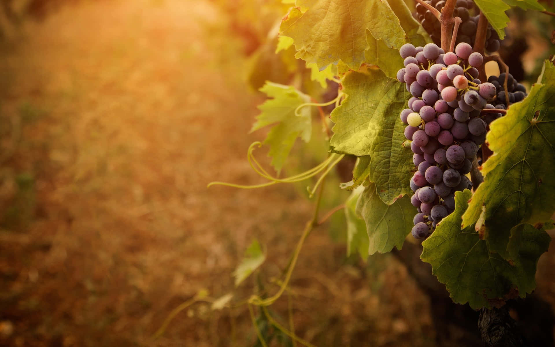 Grape Vineyard Background